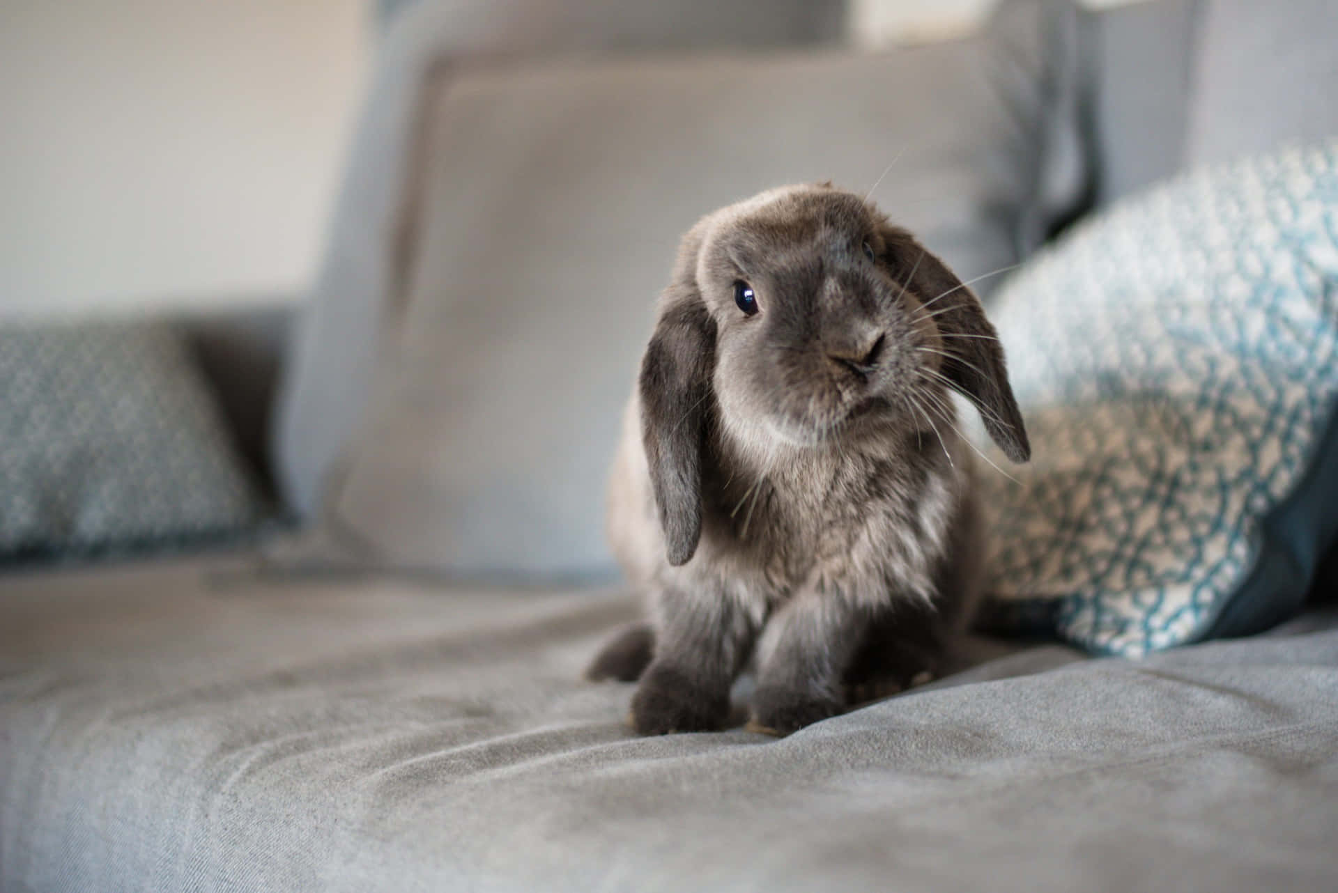 Cute Bunny Pet Picture