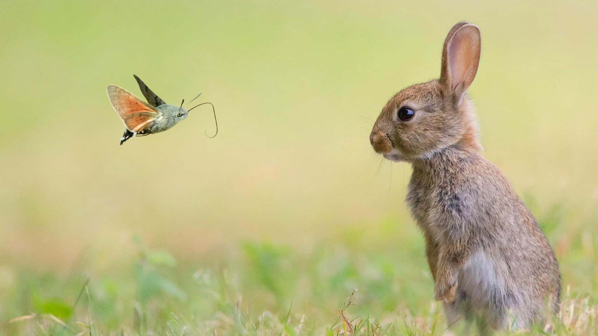 En kanin ser på en sommerfugl i en sommerhave. Wallpaper