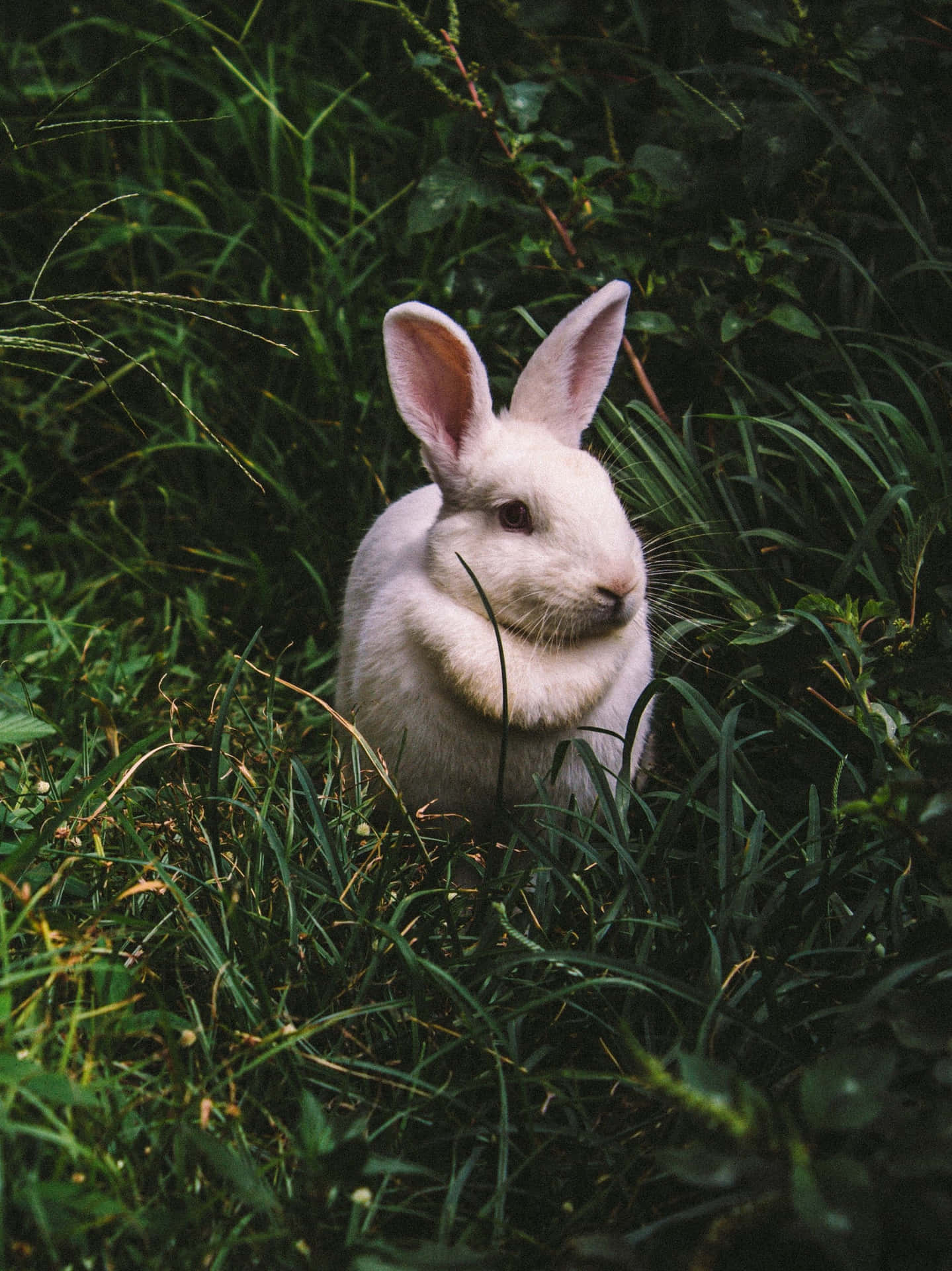 Søde kaninræve, der leger og krammer. Wallpaper