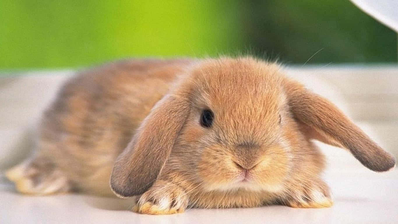 Cute Bunny Kaniner 1366 X 768 Wallpaper