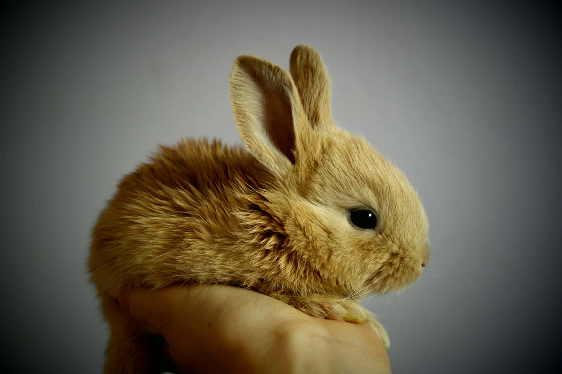 Et lille brun kanin sidder på en persons hånd Wallpaper