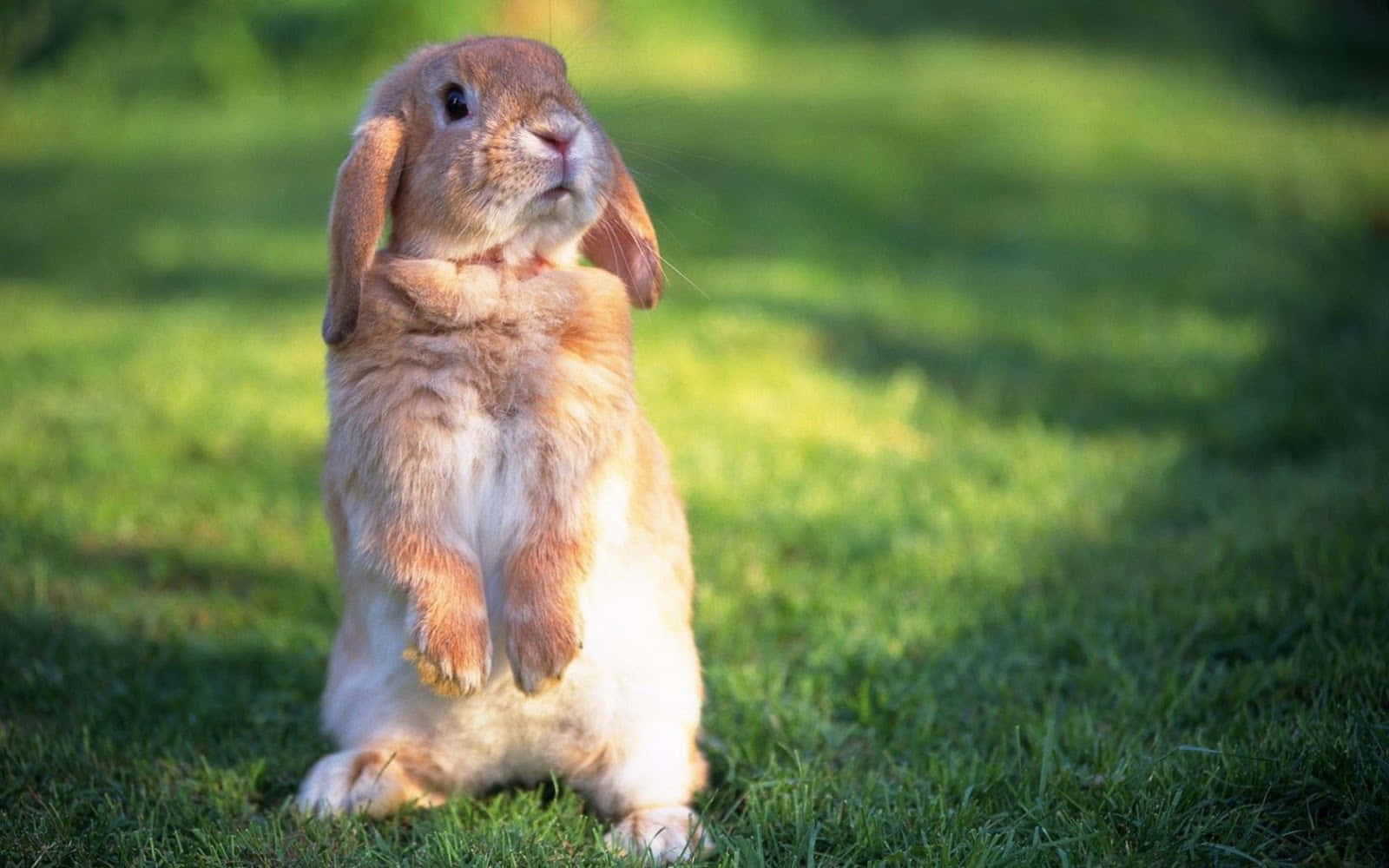 A Rabbit Standing On Its Hind Legs In The Grass Wallpaper