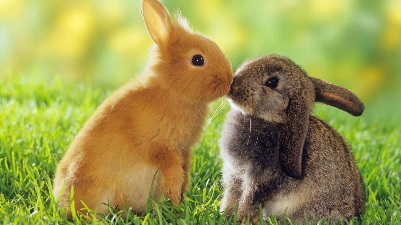 Cutest Bunny Rabbits Snuggling Together Wallpaper
