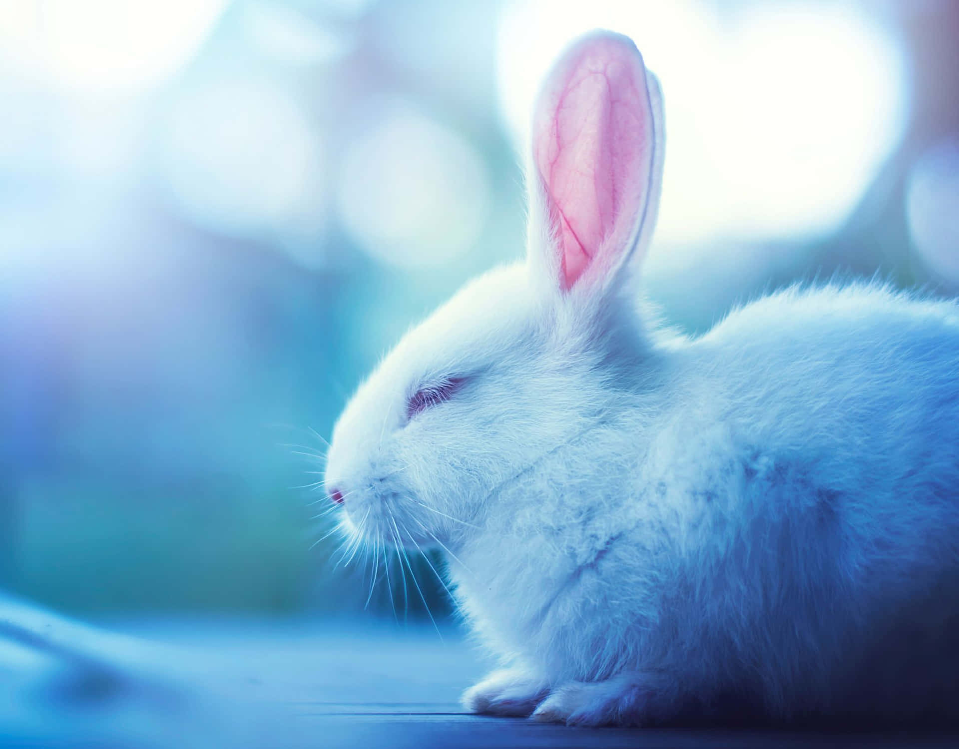 Free Cute Bunny Rabbits Wallpaper Downloads, [100+] Cute Bunny Rabbits  Wallpapers for FREE 