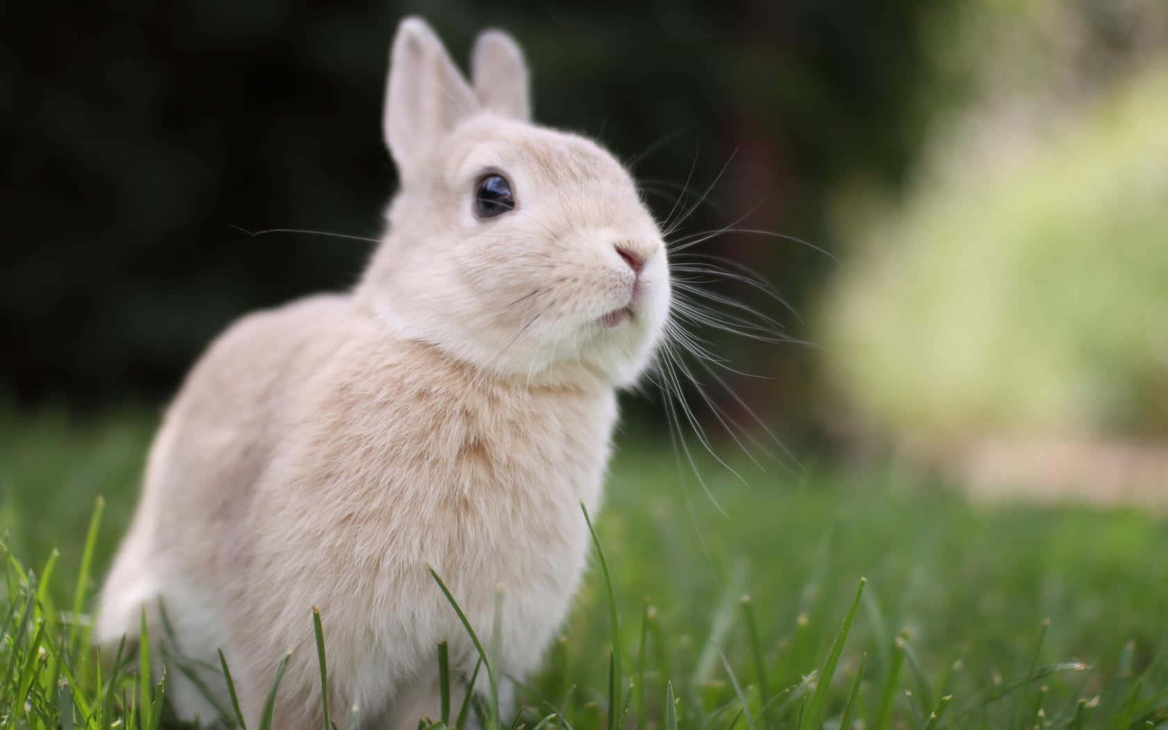 En hvid kanin står i græsset Wallpaper