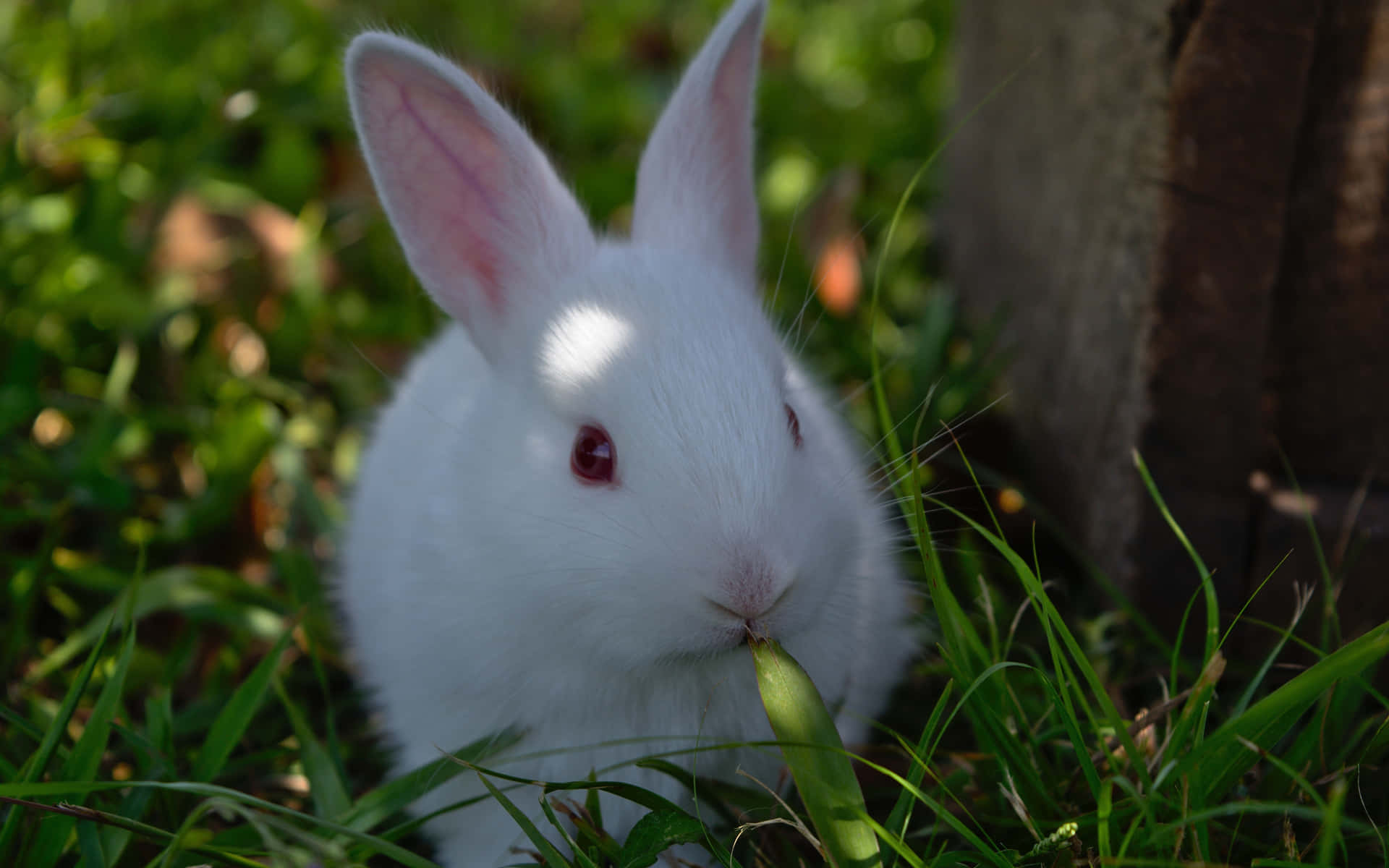 Tvåbedårande Kaniner Leker Glatt På Ängen Som Bakgrundsbild Till Datorn Eller Mobilen. Wallpaper