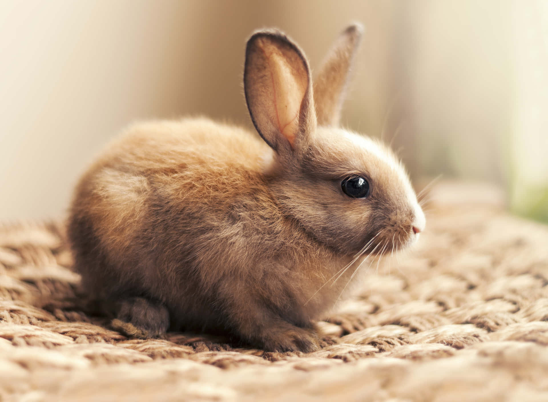Et lille brunt kanin, der sidder på en tæppe Wallpaper