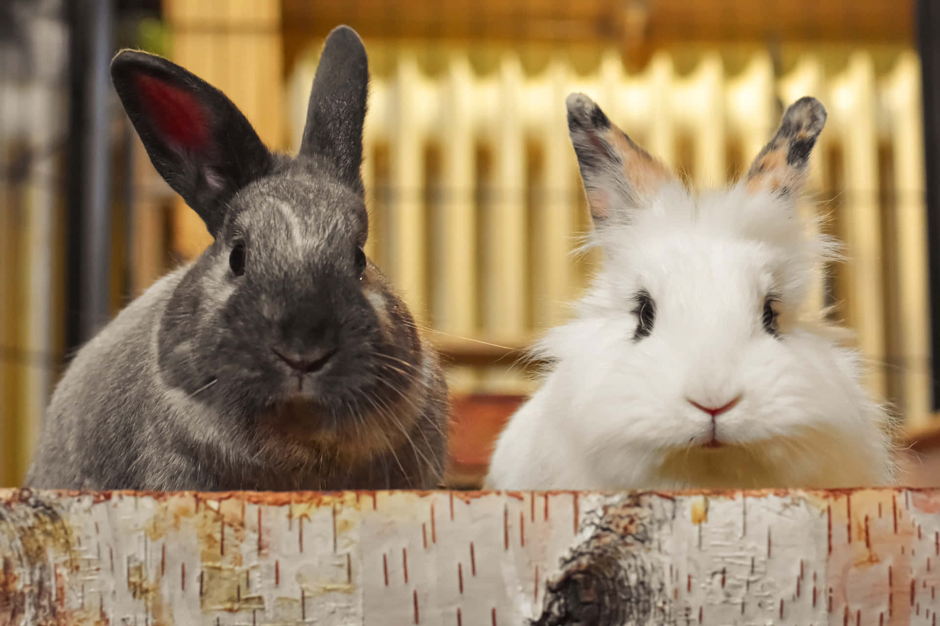 Billede to plys flotte kæledyr kaniner, der sidder Wallpaper