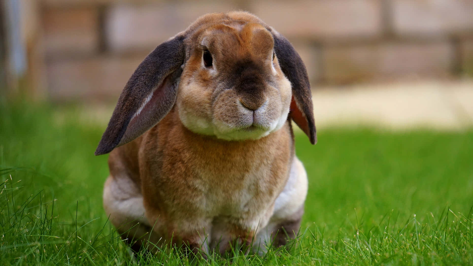 Diesebeiden Niedlichen Kaninchen Sind Die Süßesten Freunde! Wallpaper