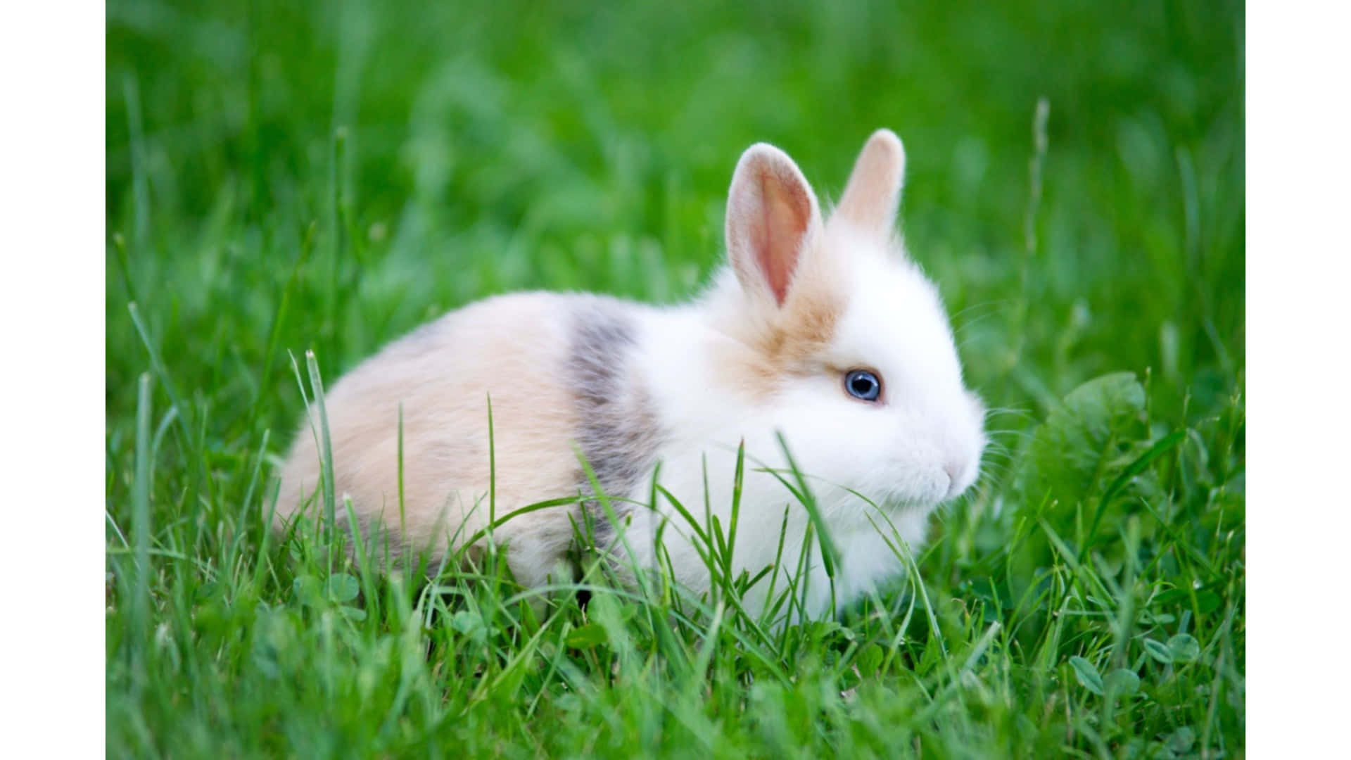 En kanin, der sidder i græsset Wallpaper