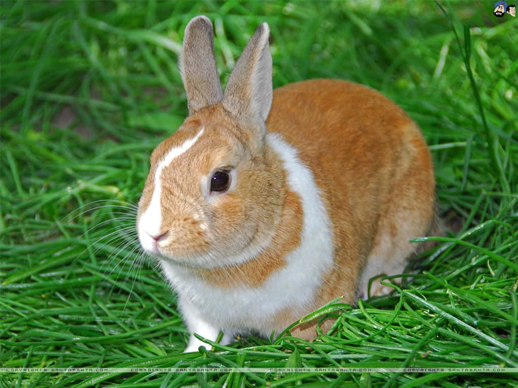 Cute Bunny Kaniner 1024 X 768 Wallpaper