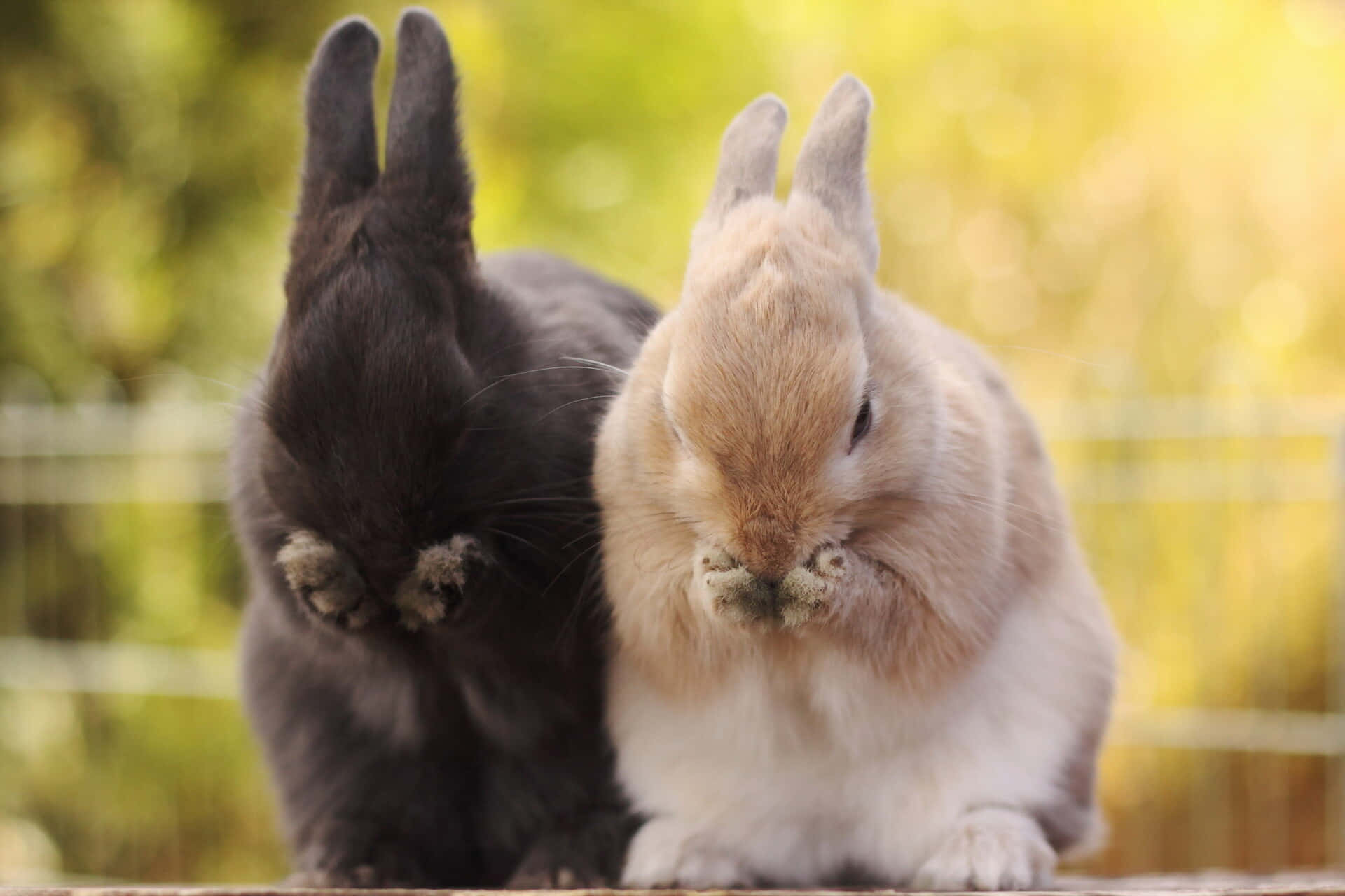 Søde kaniner nyder deres dag i haven Wallpaper