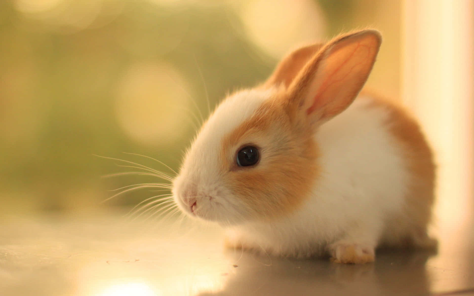 Image  Adorable Cute Bunny Rabbits Wallpaper