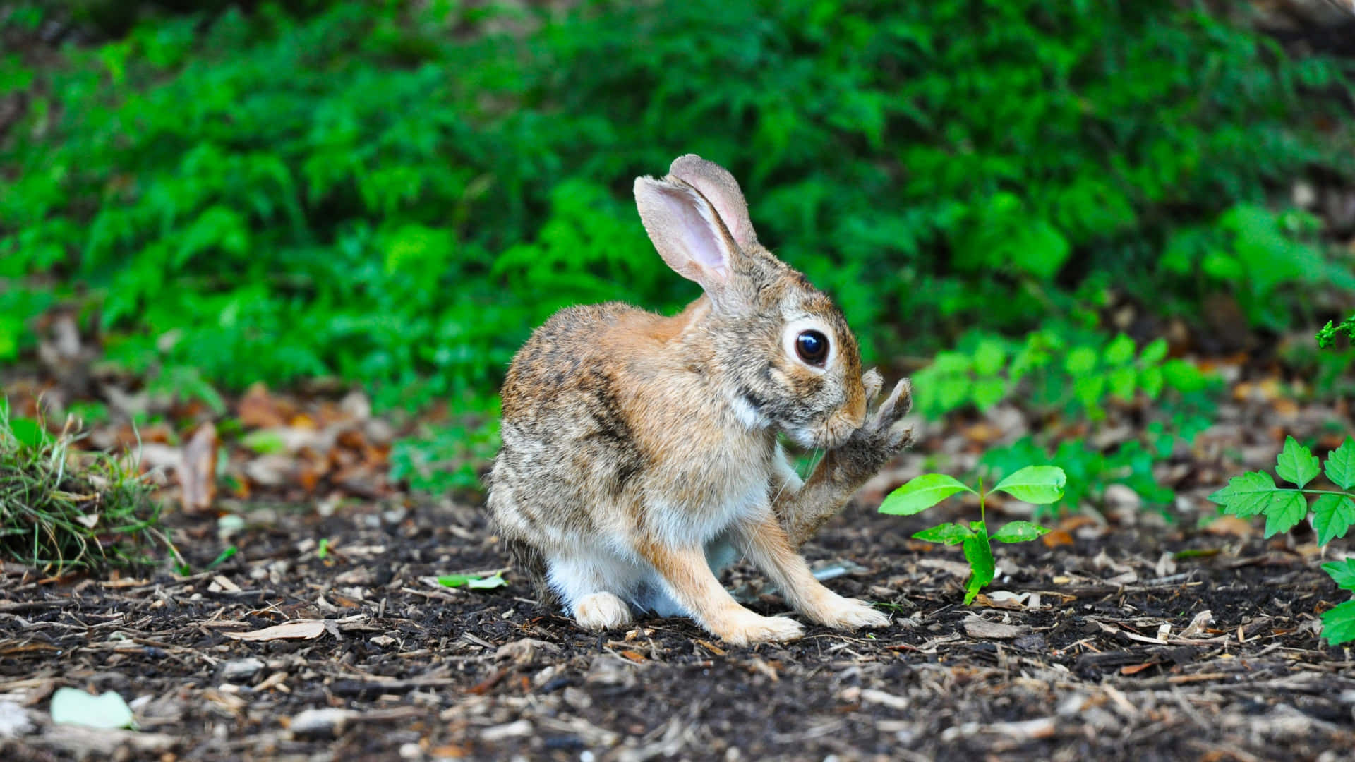 En kanin sidder på jorden tæt på nogle planter Wallpaper