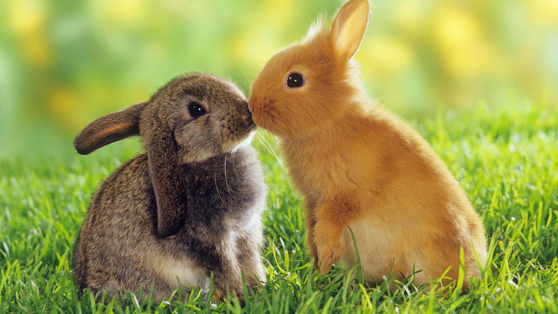Two Rabbits Kissing In The Grass Wallpaper