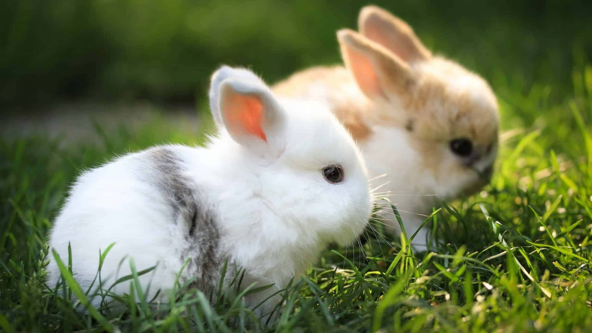 To søde og legesyge fluffy kaniner, der nyder deres tid sammen. Wallpaper