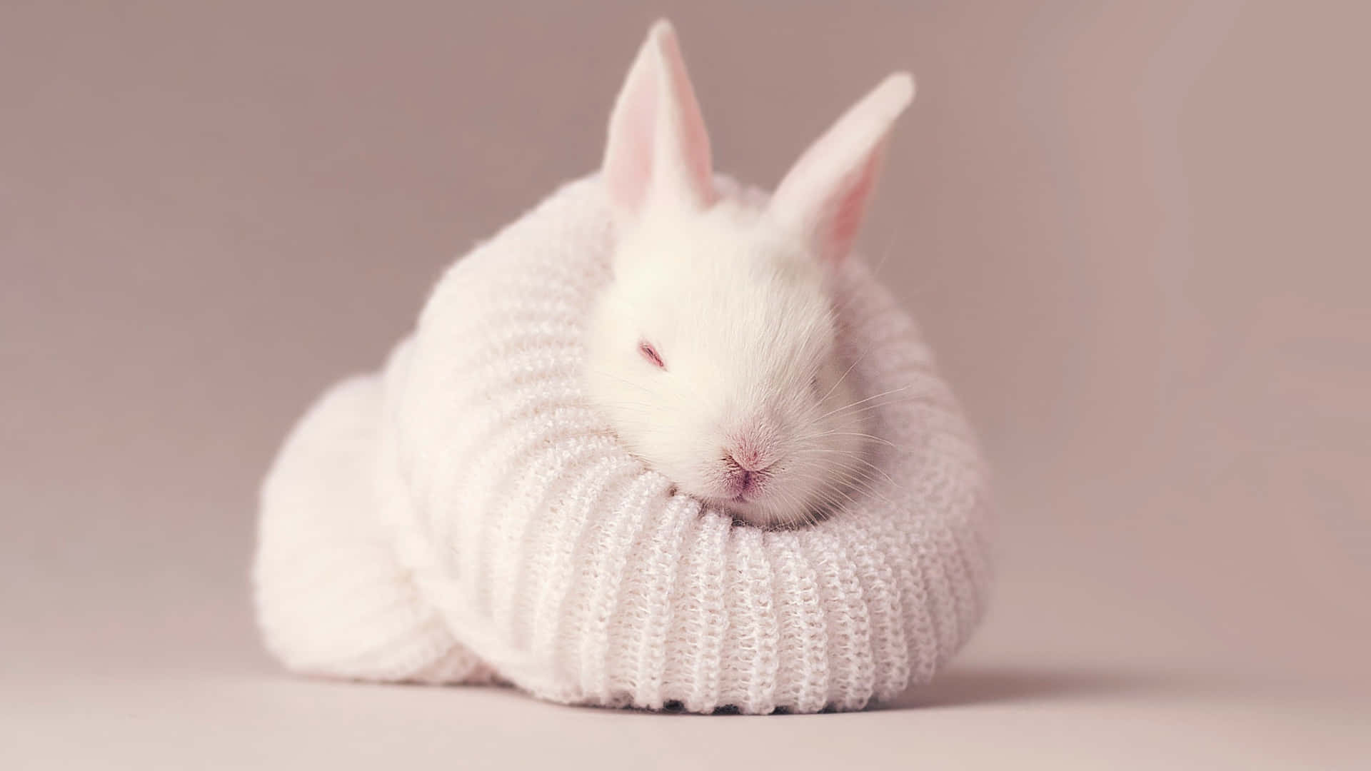 To smukke hvide kanin Kaniner nusse Wallpaper