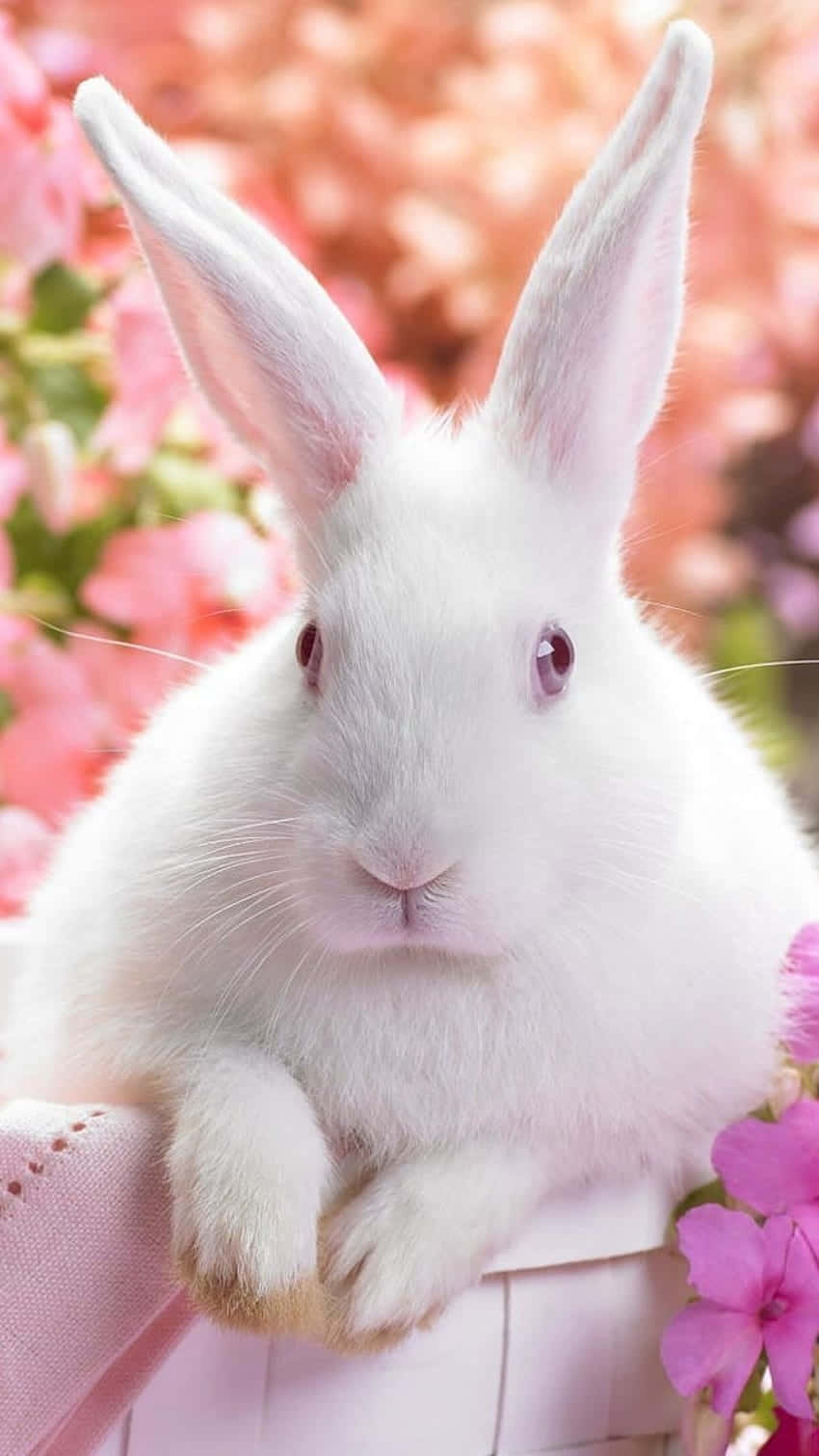 Download Cute Bunny Rabbits Wallpaper 