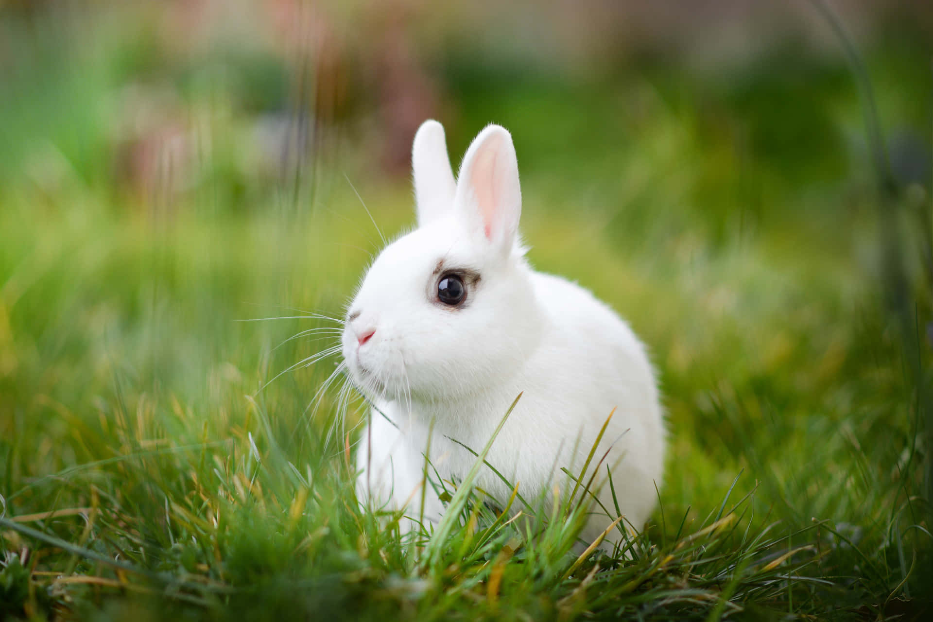 Vemskulle Kunna Säga Nej Till Dessa Bedårande Små Kaniner? Wallpaper