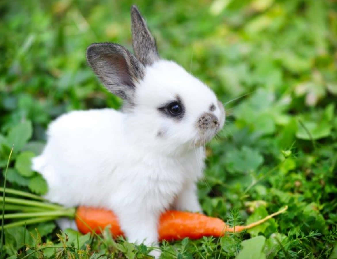 Cute Bunny With Carrot Picture