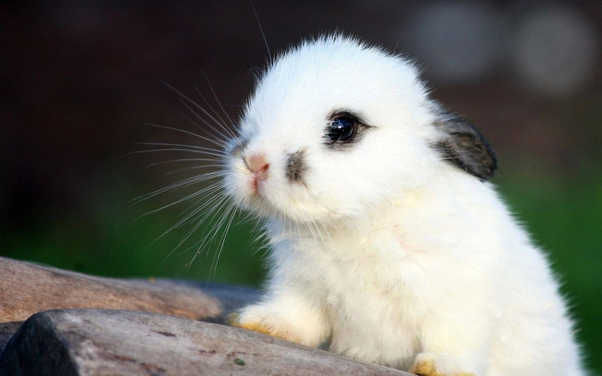 Cute Baby Bunny Wallpaper