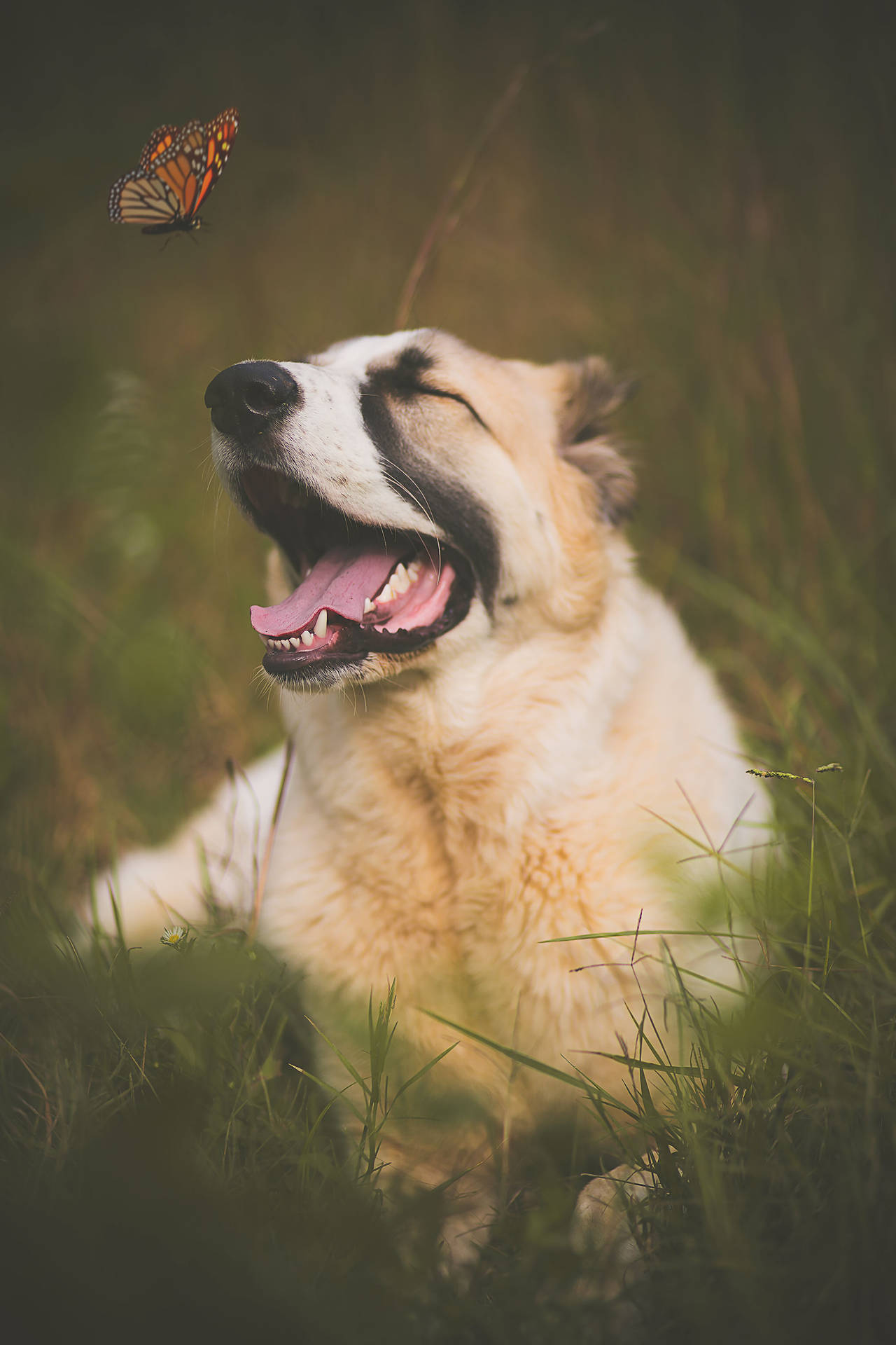 Niedlicherschmetterling Und Lächelnder Hund Wallpaper