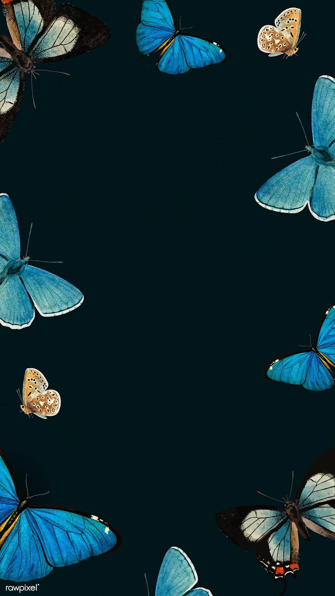 Sød sommerfugl Iphone skærm tema Wallpaper