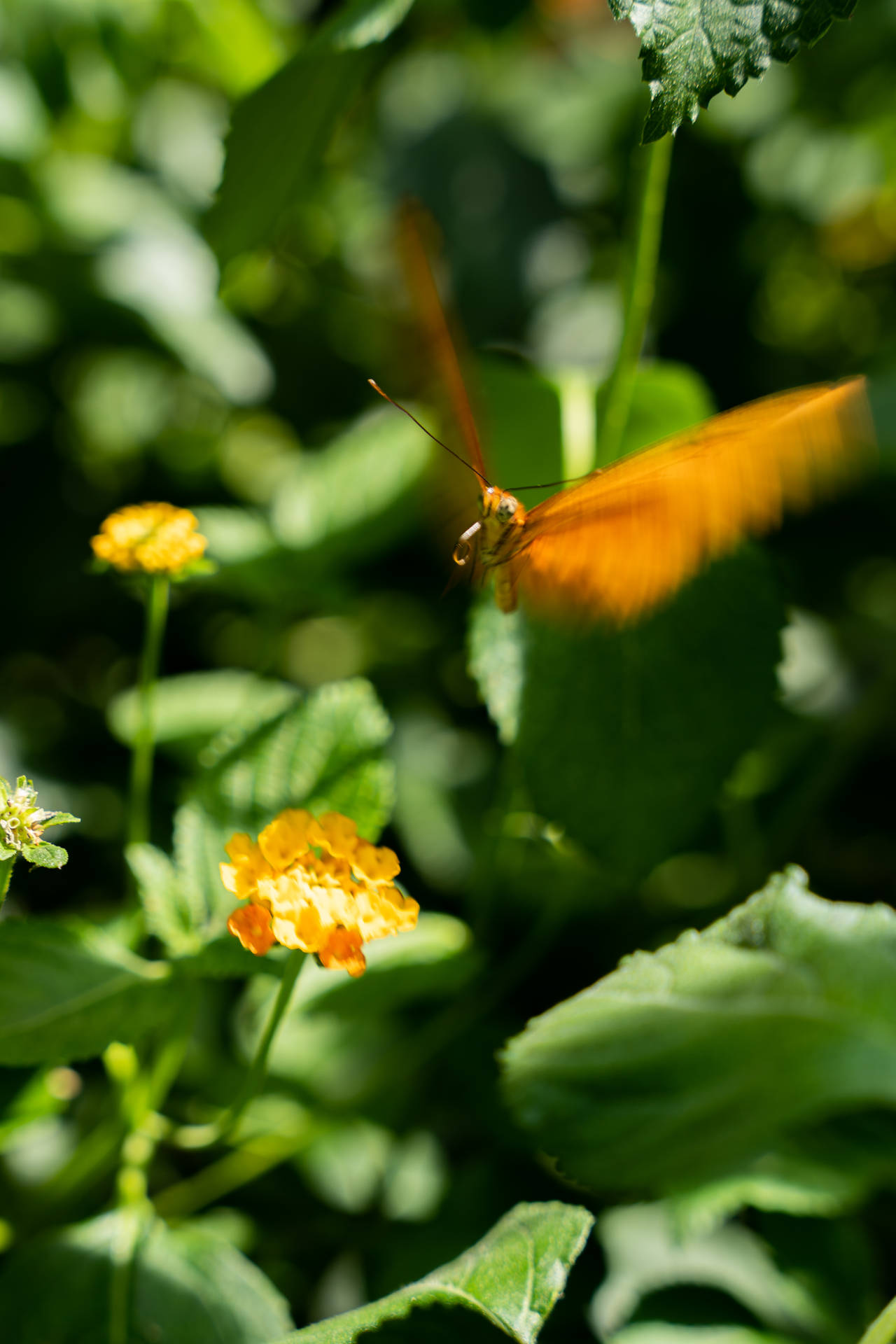 Sød sommerfugl på kamare blomster Wallpaper