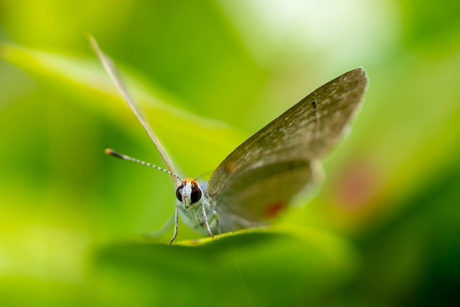 Cute Butterfly On Leaf Wallpaper