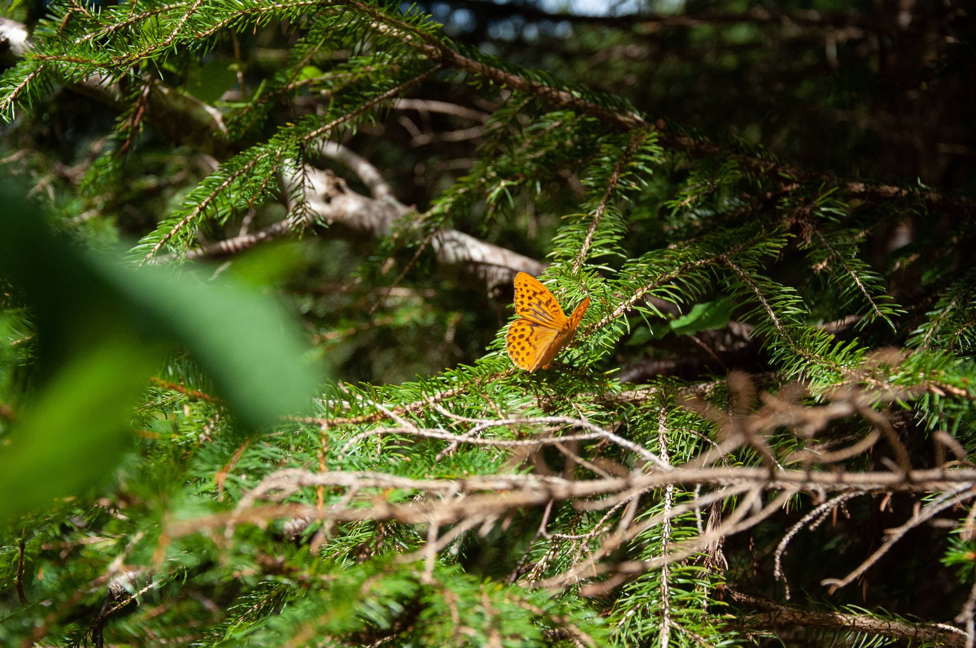 Cute Butterfly On Pine Trees Wallpaper