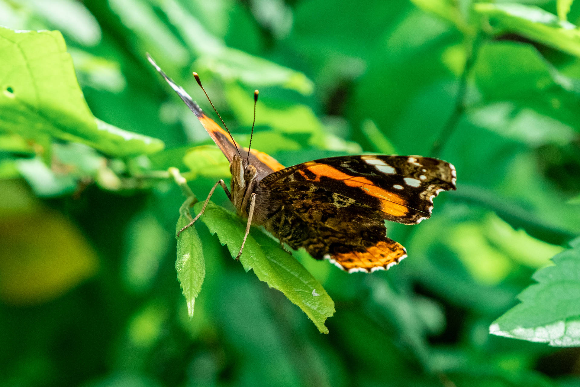 Cute Butterfly Red Admiral Wallpaper