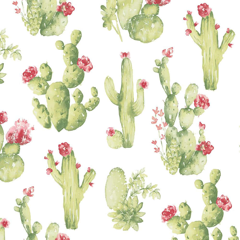 Få noget stikkende glæde i dit liv med disse søde kaktusser! Wallpaper