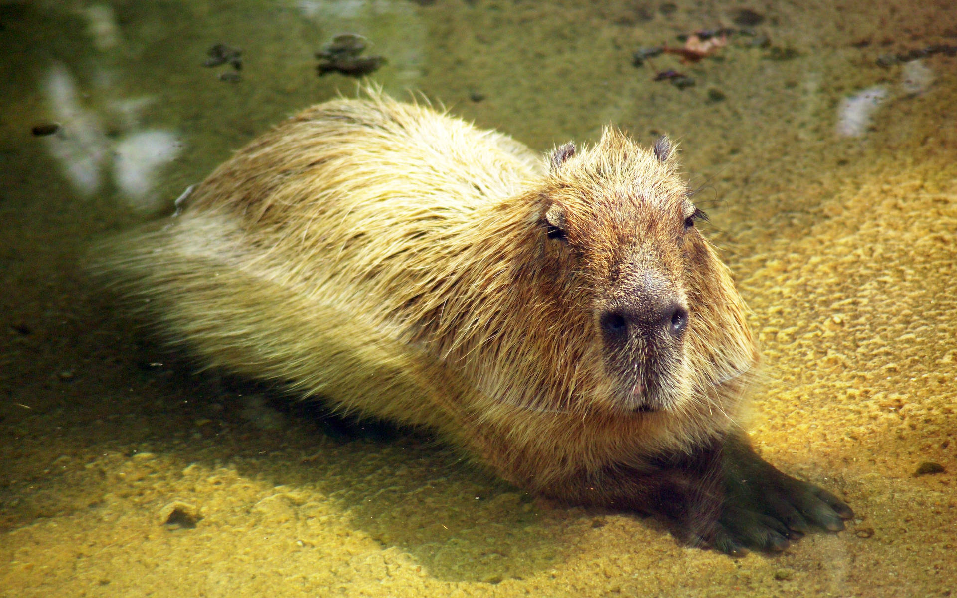 Cute Capybara Rodent Wallpaper