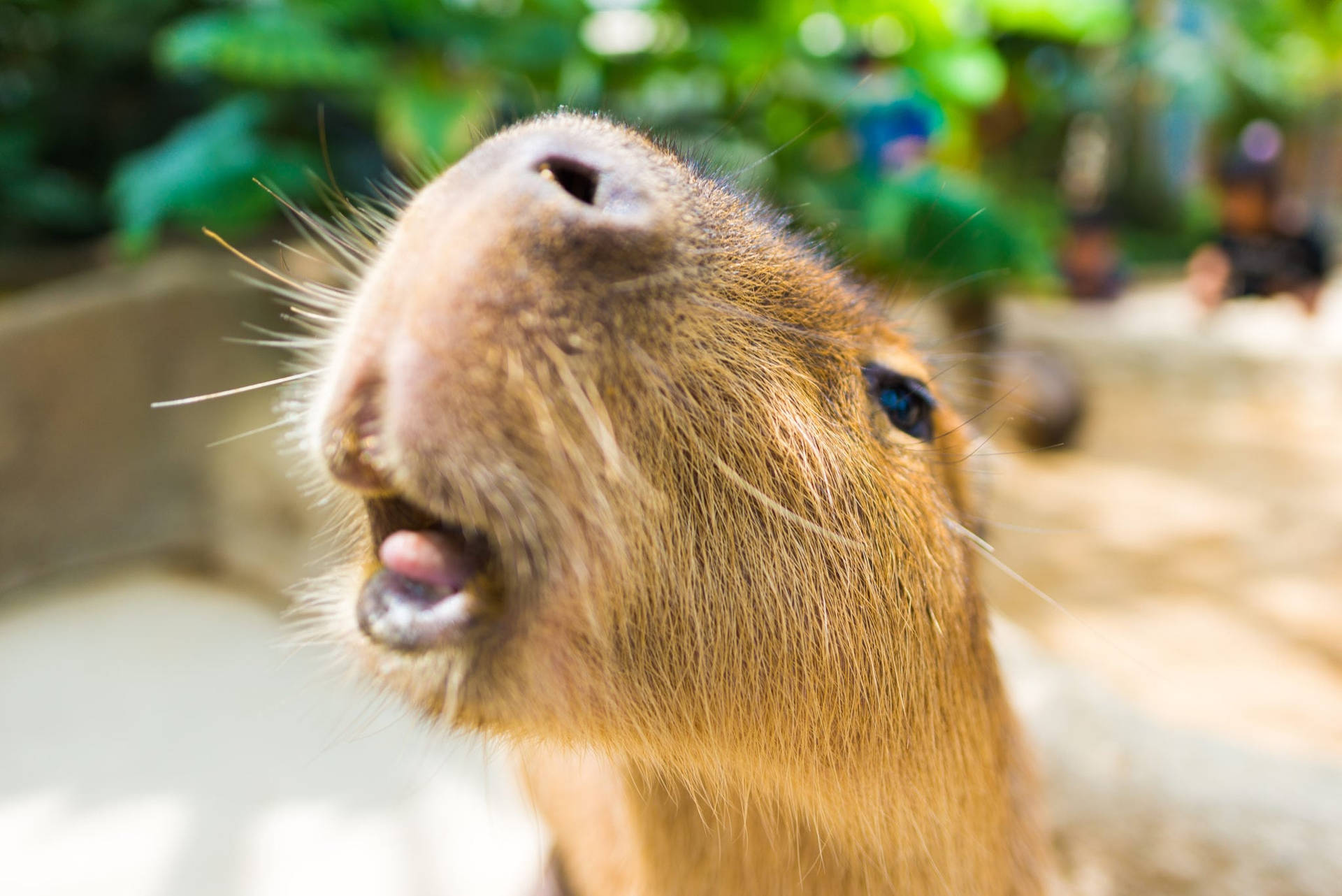 Cute Capybara Tongue Wallpaper