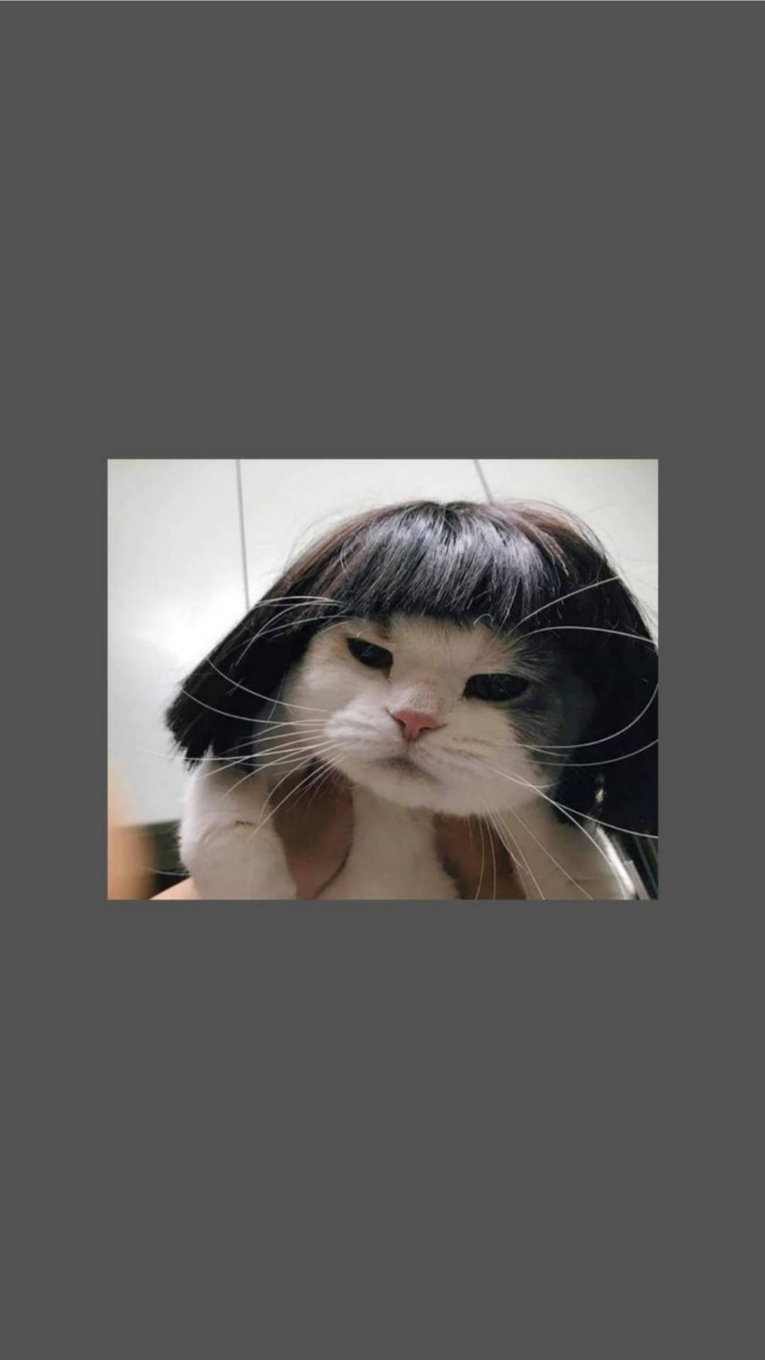 Cute Cat Aesthetic Funny Short Wig Background
