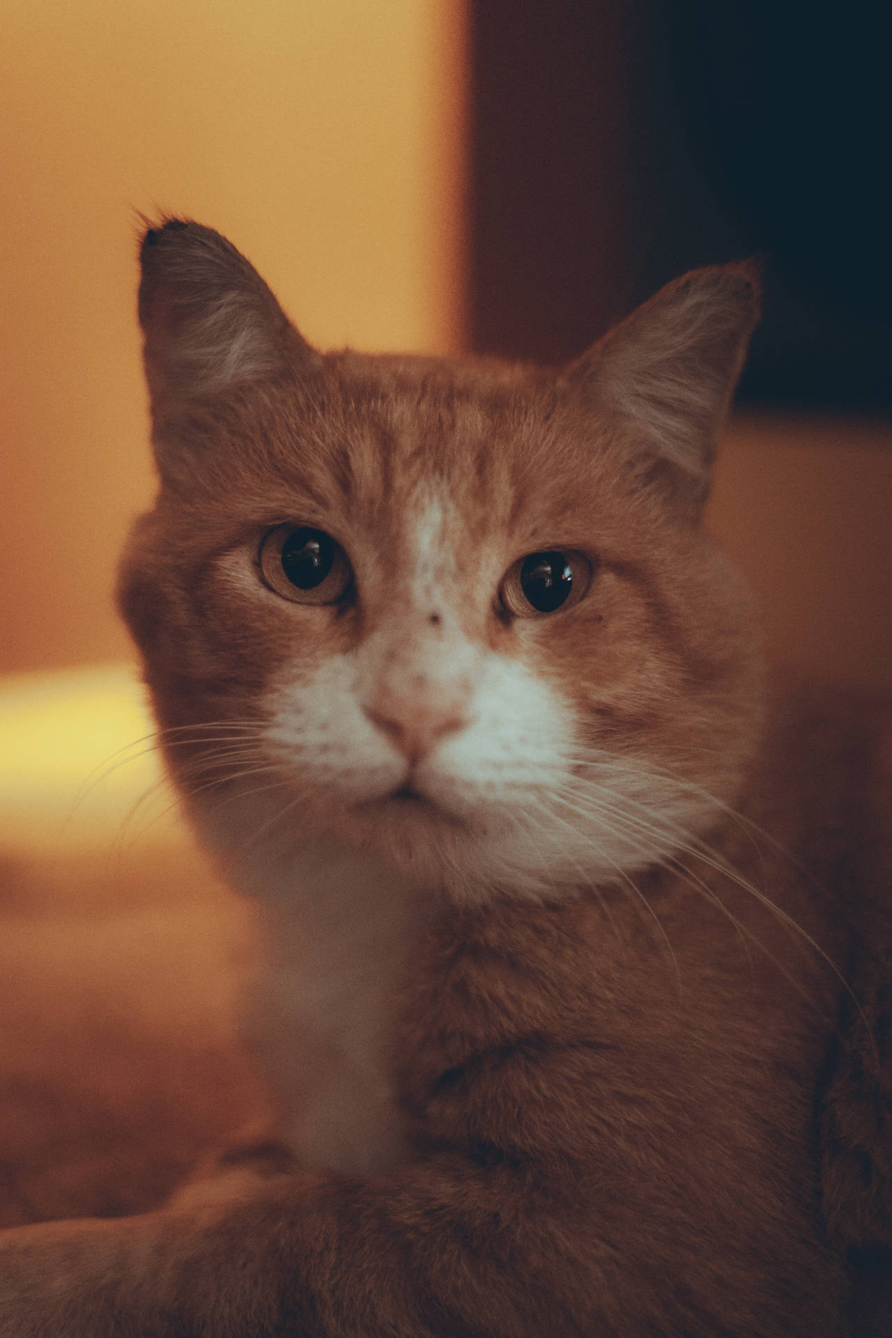 Cute Cat Aesthetic Ginger Tabby Background