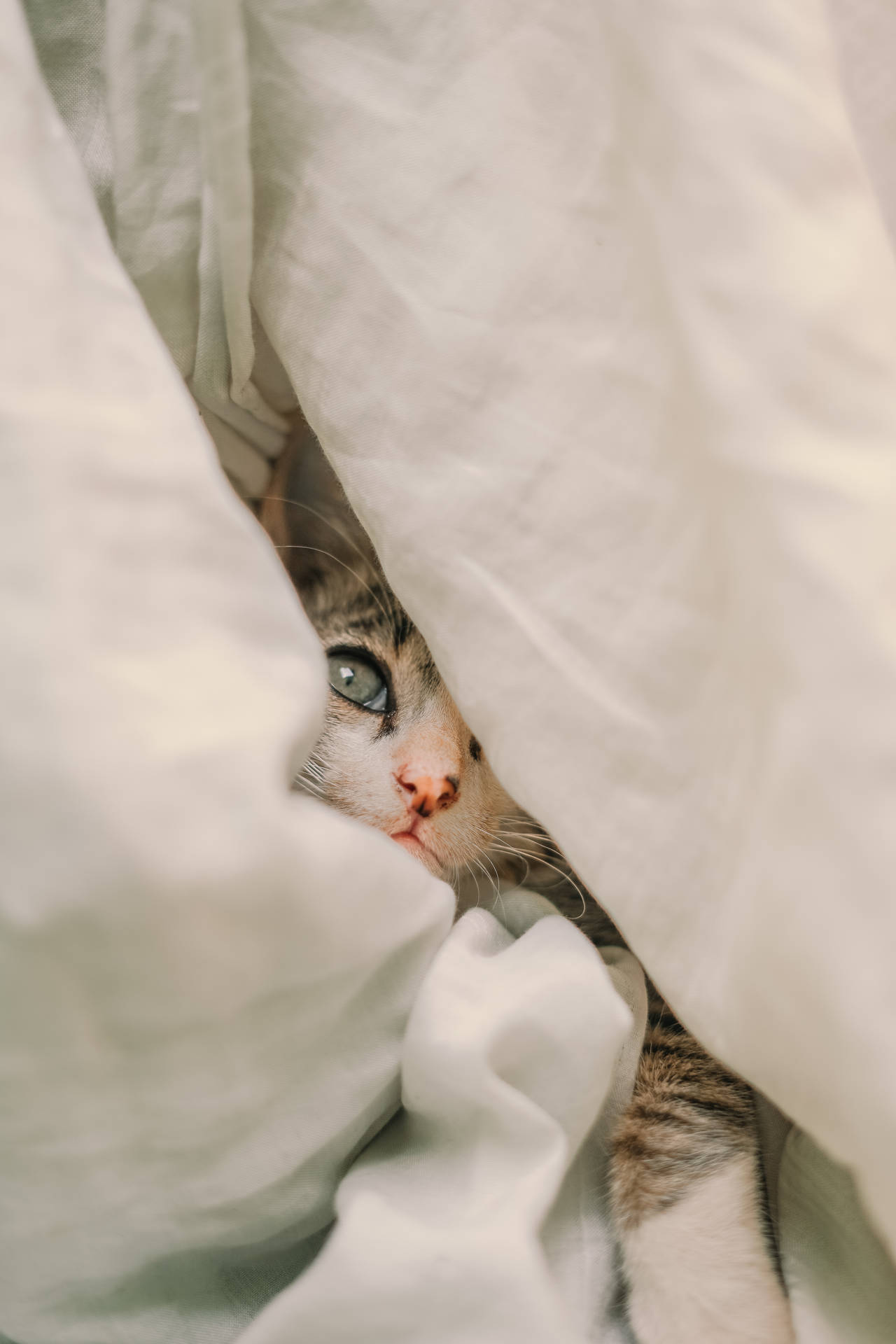 Cute Cat Aesthetic Hiding Under The Blanket Wallpaper