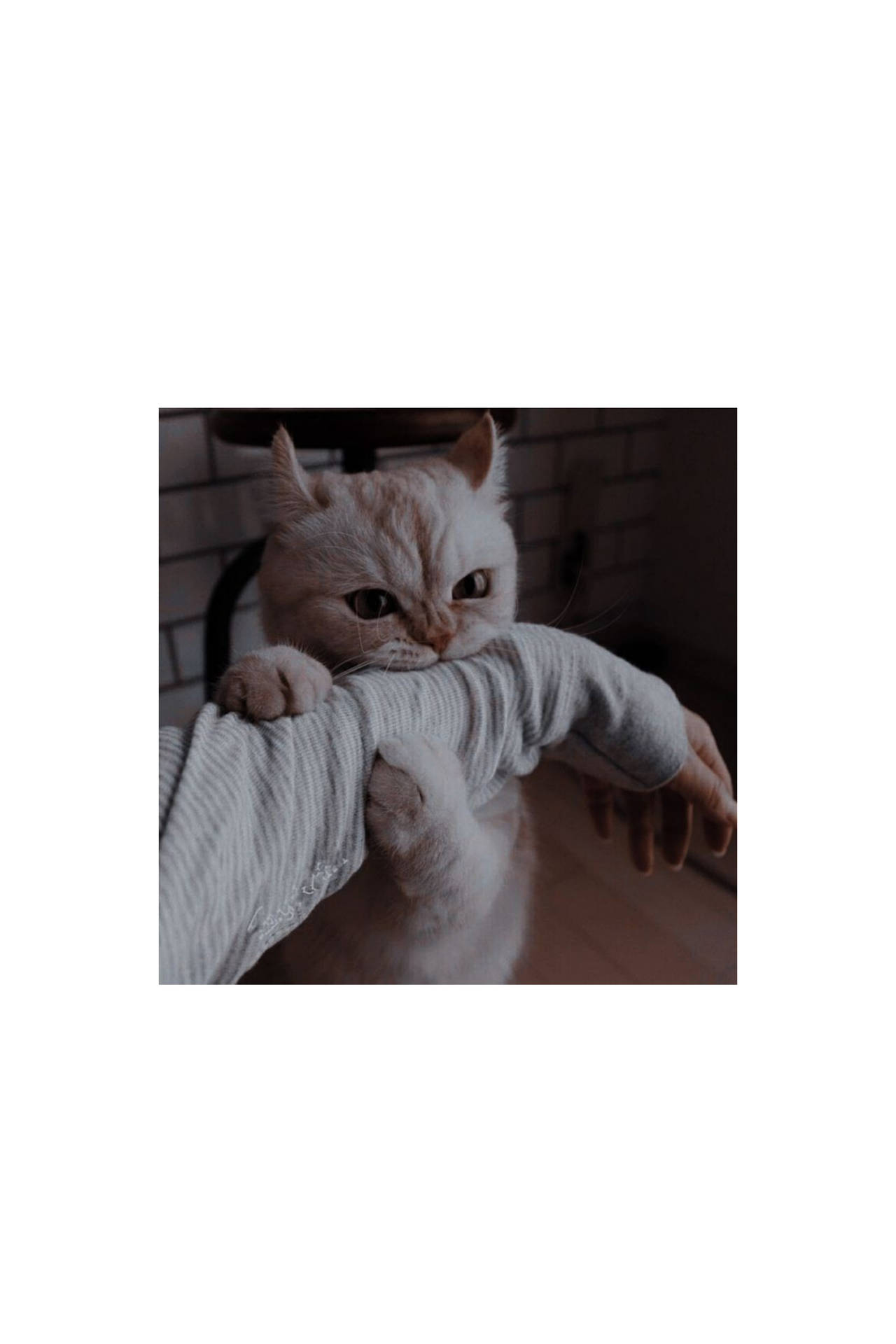 Cute Cat Aesthetic Hugging And Biting Wallpaper