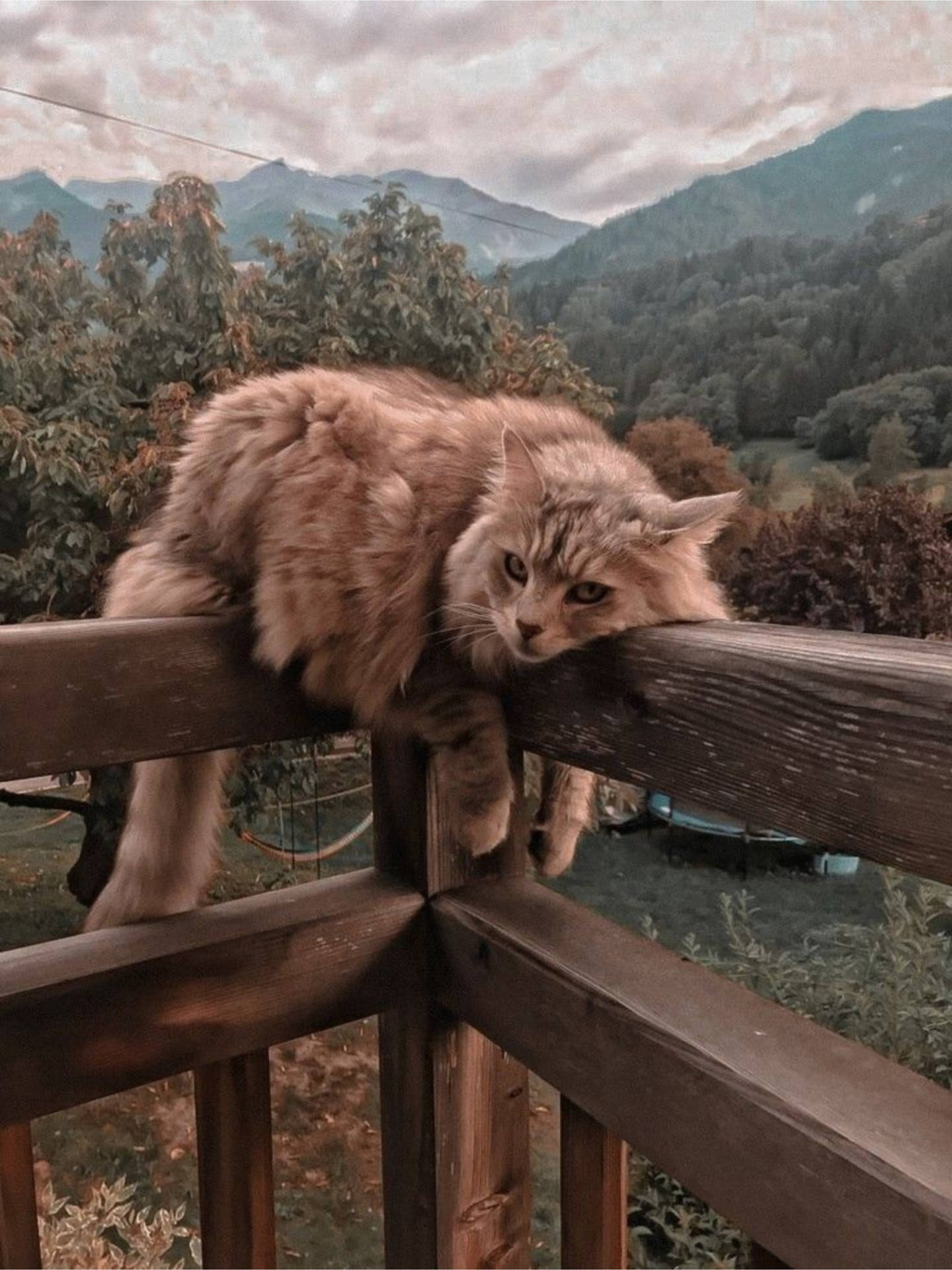 Cute Cat Aesthetic On A Railing Background