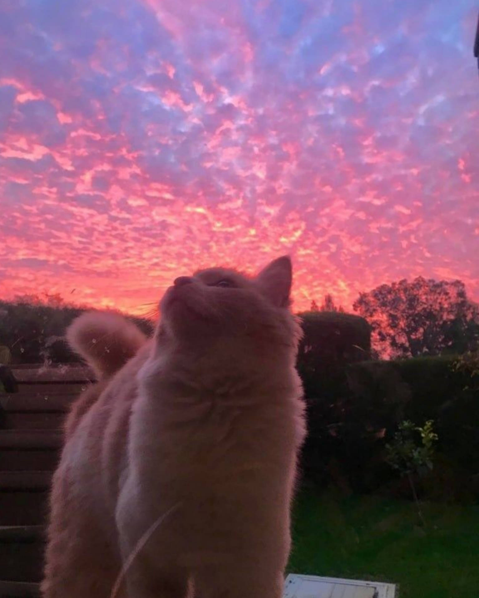 Cute Cat Aesthetic Pastel Sky Background