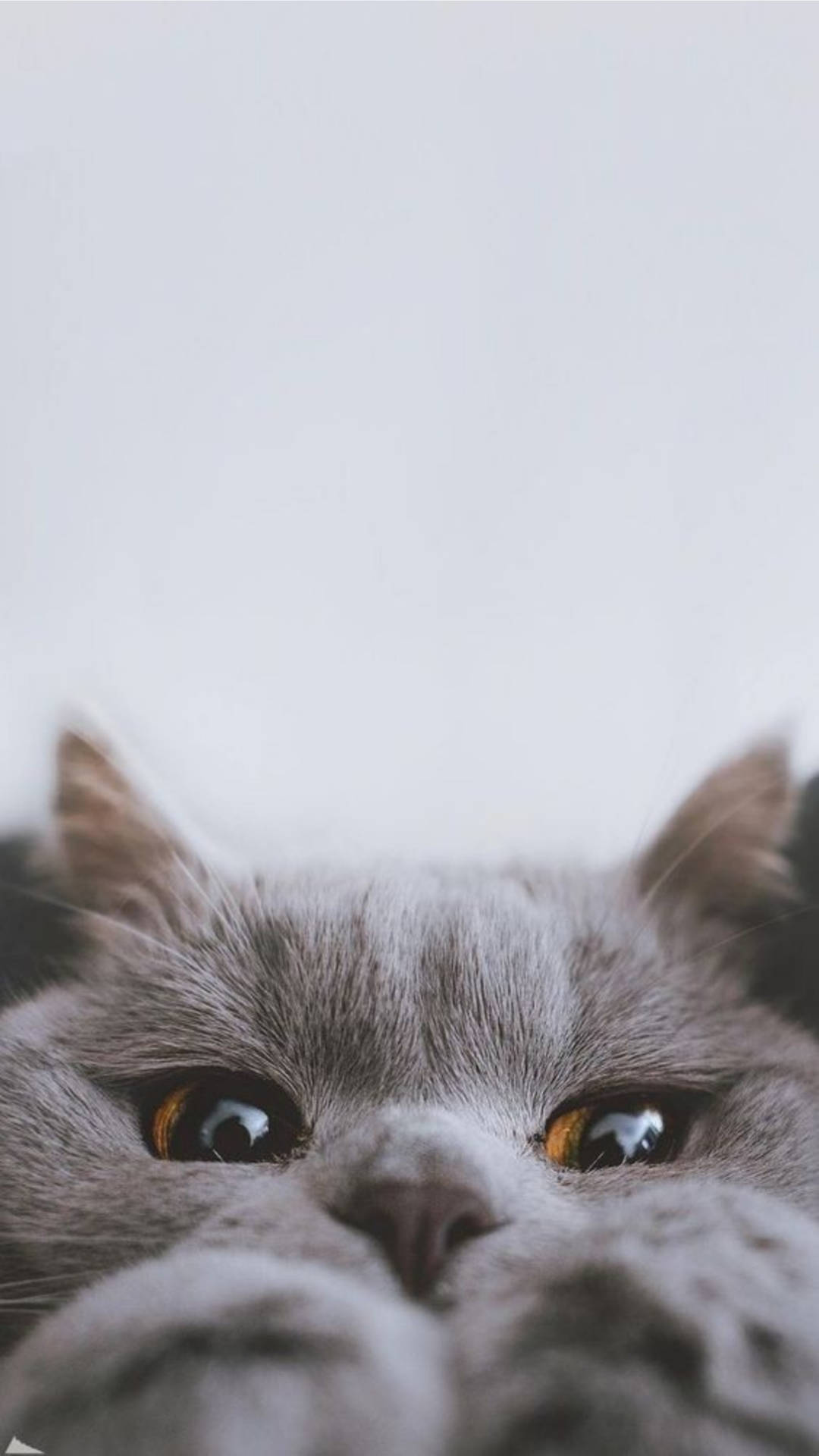 Download Cute Cat Aesthetic Peek-a-boo Wallpaper 