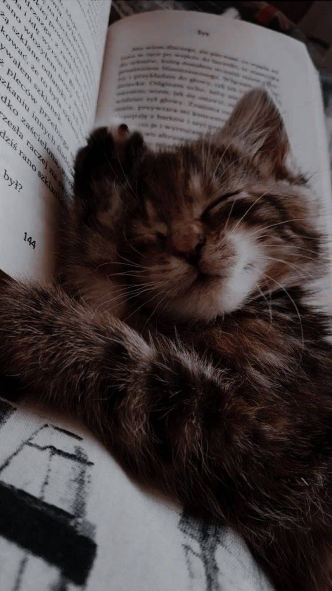 Cute Cat Aesthetic Sleeping On The Book