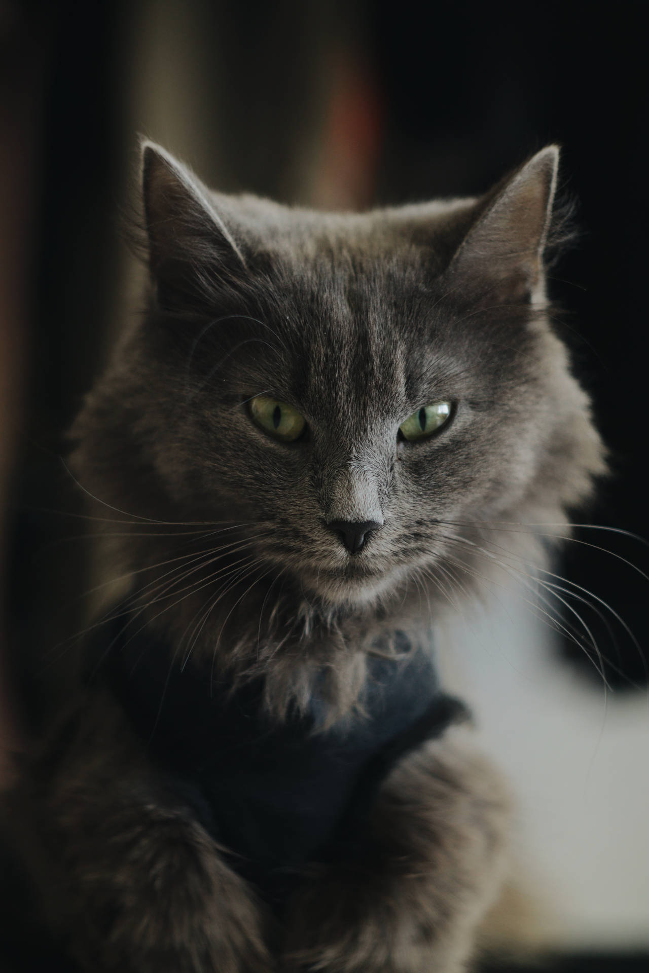 Cute Cat Aesthetic With Ash Gray Fur Wallpaper