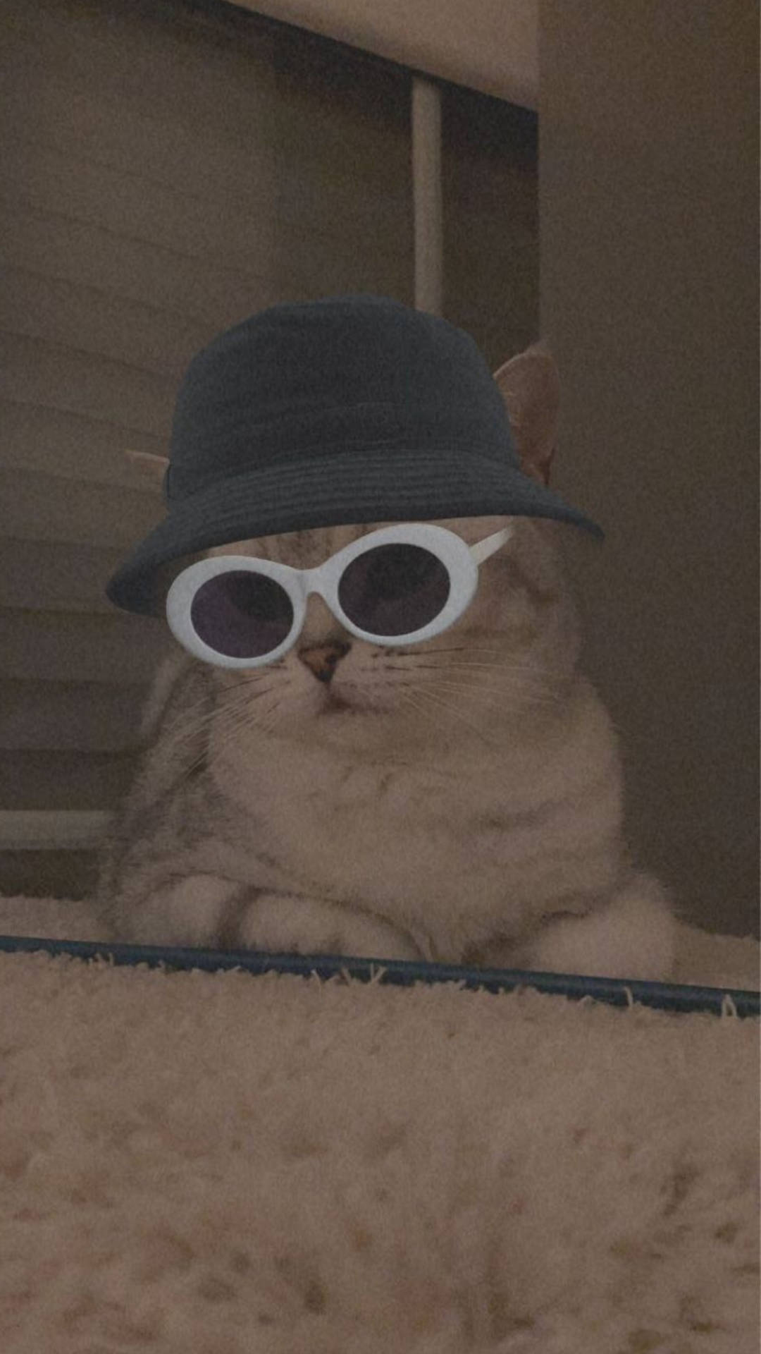 Cute Cat Aesthetic With Bucket Hat And Sunglasses