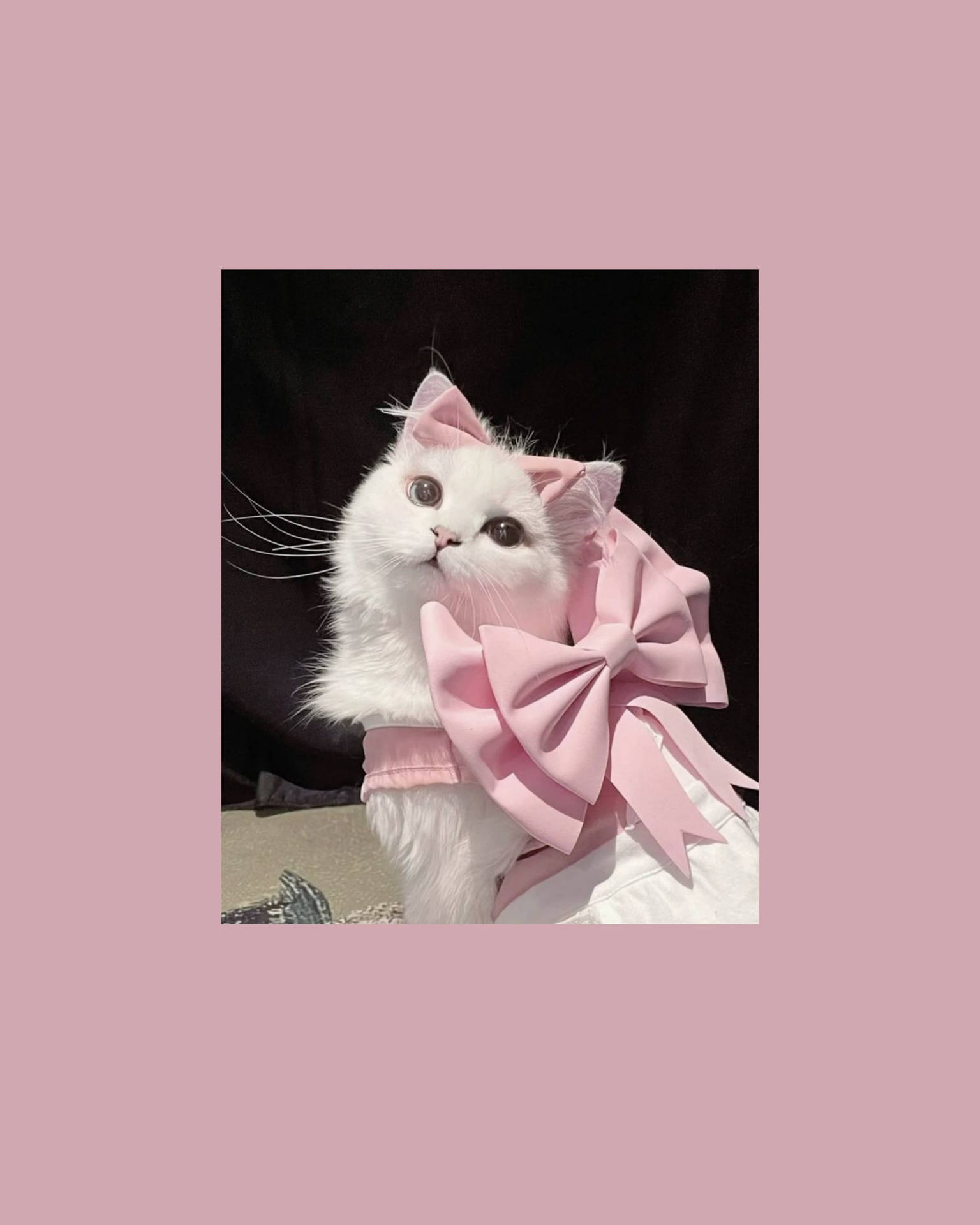 Cute Cat Aesthetic With Pink Ribbon