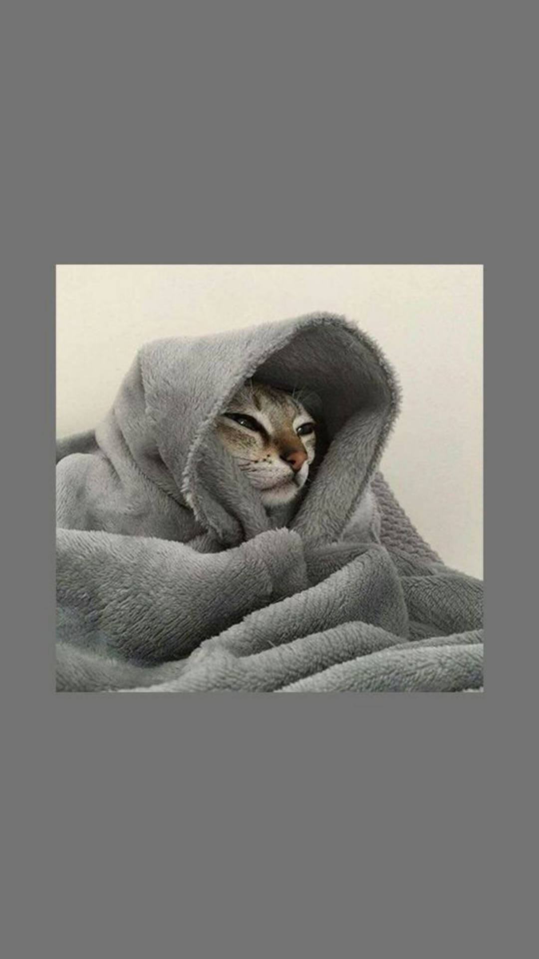 Top 999+ Cute Cat Aesthetic Wallpaper Full HD, 4K✅Free to Use