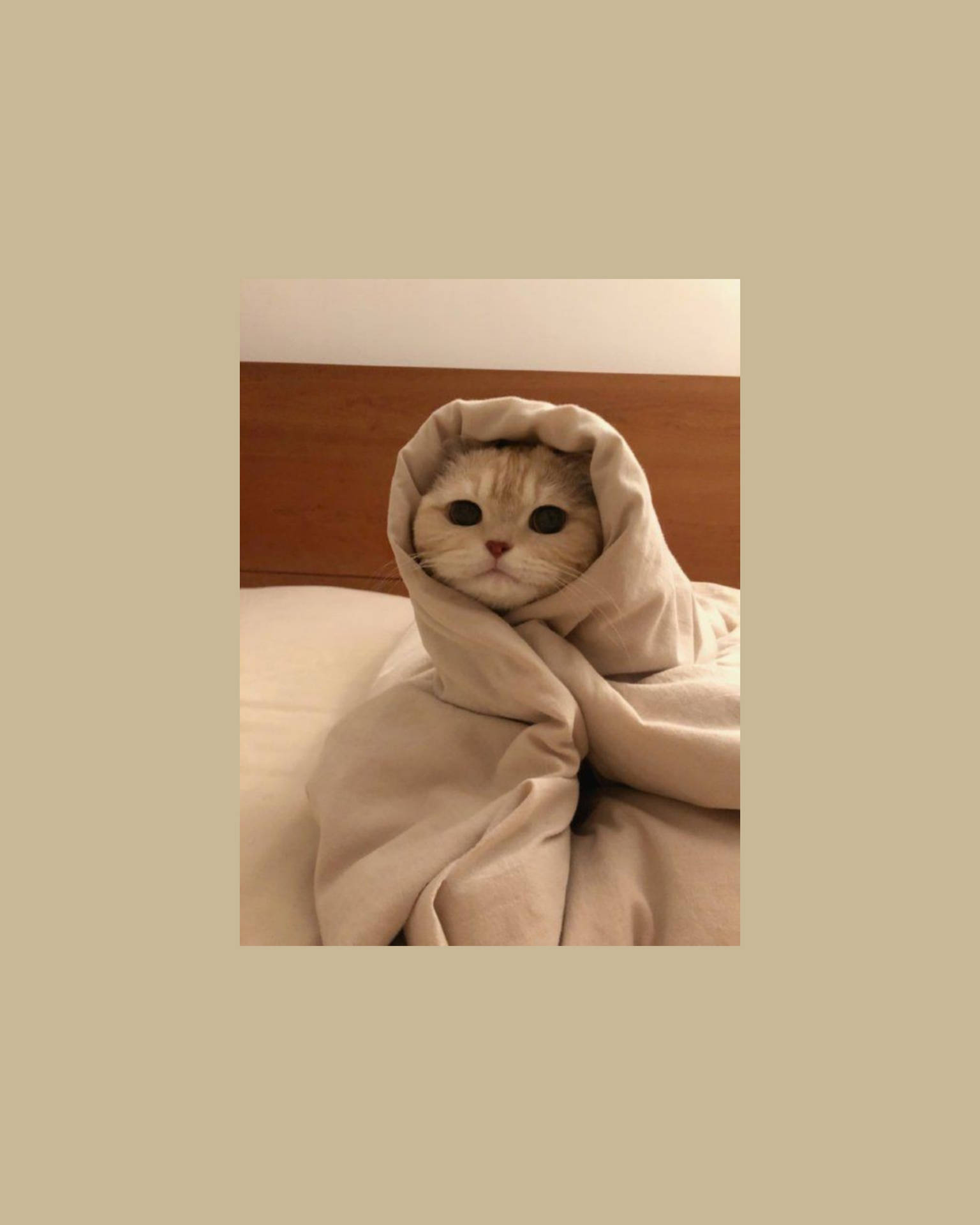 Cute Cat Aesthetic Wrapped Like A Burrito Wallpaper