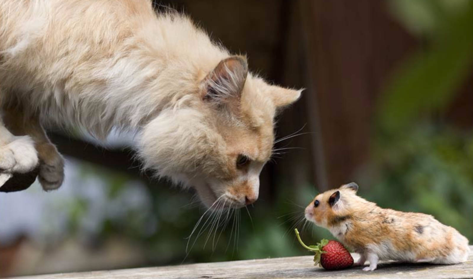 Cute Cat And Mouse