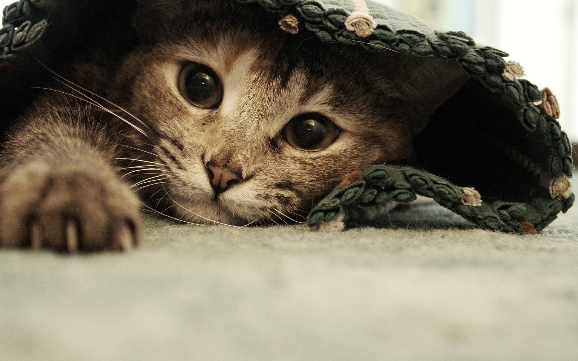 Cute Cat Blanket Background