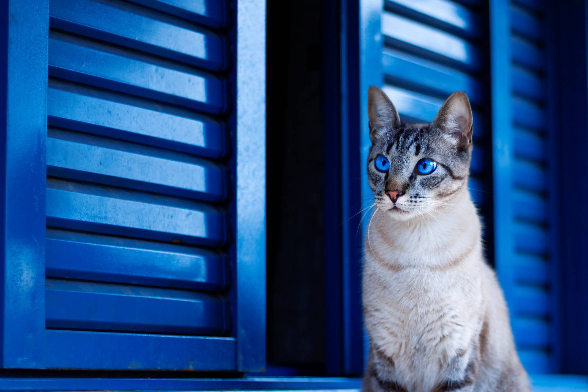 Cute Cat Blue Shutters Wallpaper